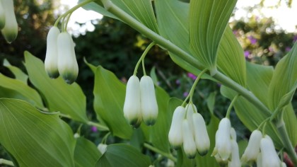 Dangly line of white flowers on droopy stalk