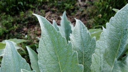 Silvery grey pointy leaves of Cardoon
