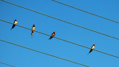 Swallows on telephone line