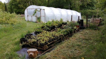 Polytunnel & nursery area