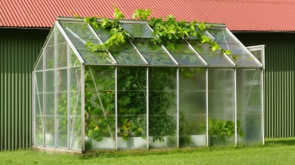 Polytunnel & nursery area