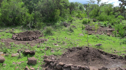 Swales & mounds around newly planted trees