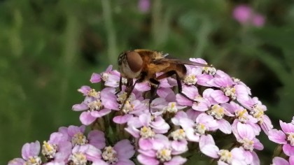 Hoverfly on inflorescence of open pink flowers