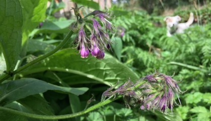 Dangly purple flowers of comfrey, daft white dog in background