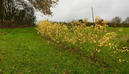 Windbreak of small yellow plants