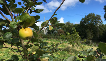 Quince on a tree, young forest garden beyond