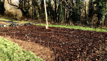 Area covered in bark mulch and faint chalk circles