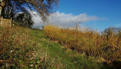 Young windbreak hedge in winter