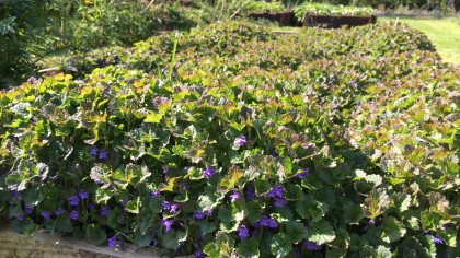 Bed of low growing ground cover with blue flowers