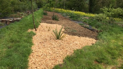 Freshly mulched bare soil in forest garden