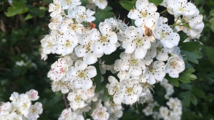 Big bundles of white hawthorn blossom