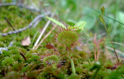 Sundew sticky plant in bog