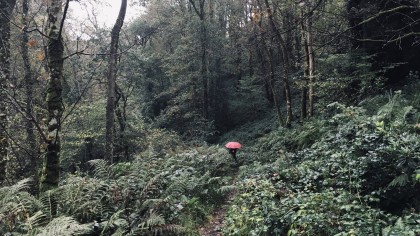 Pink umbrella in cool temperate woodland