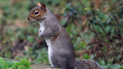 Grey Squirrel standing up