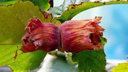 Hazelnuts on the tree