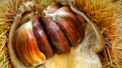 Sweet Chestnut, in opened casing