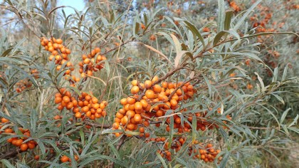 Orange berries on silver leaved shrub