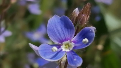 Closeup 4 petalled blue flower of Speedwell