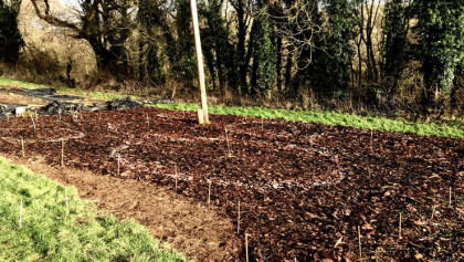 Chalk circles on bark mulch to map out tree diameters