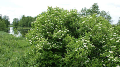 Flowering shrub next to river