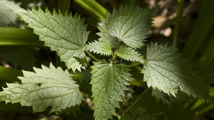 Close-up of spiky edged nettle leaves