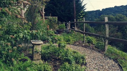 Photo of garden, path with wibbly wobbly fence