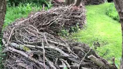 Dead hedge by John Little