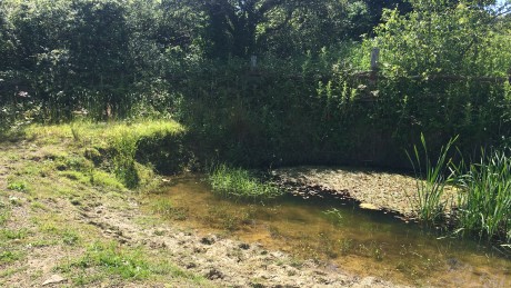 Wildlife pond with trees at back