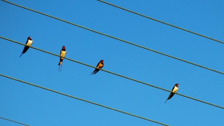 Swallows on telephone wire