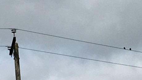 Swallows on telephone wire