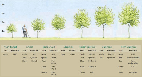 Illustration of rootstock sizes