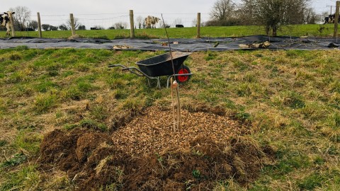 Newly planted tree, wheelbarrow in background