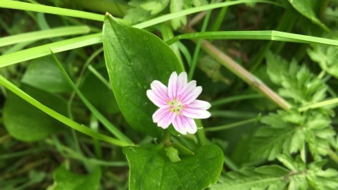 Five petalled lined pink flower, succulent leaves