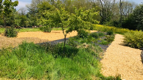 Sheet mulch wsamped in grass