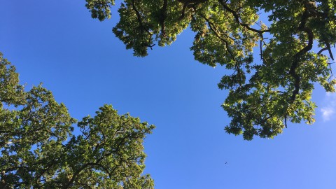 Treeline of oaks