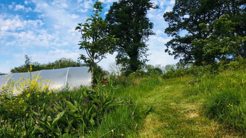 Mown grass path, polytunnel & trees in background