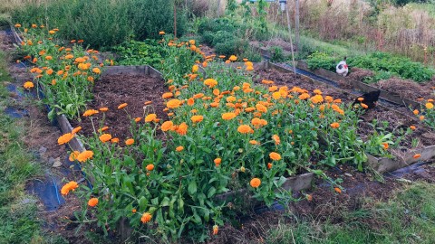 Raised beds, with orange marigolds growing at edges
