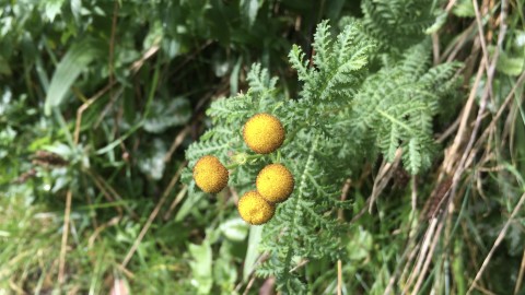Small button yellow flowers of Tansy