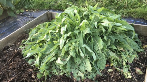 Big bushy leaves in raised bed