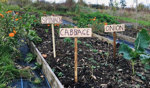 3 wooden signs saying: Spinach, Cabbage, Onion