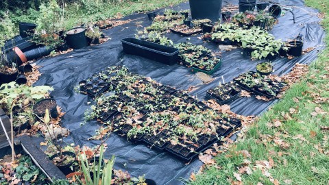 Propagation area with plants in pots