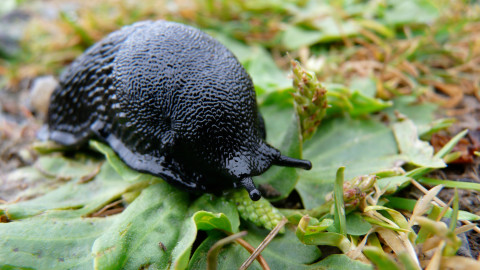 Closeup black slug