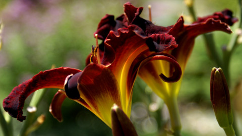 Dark red long & exotic petals of Day Lilly