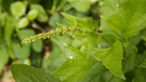Pointy leaves and long flower spike of Good King Henry
