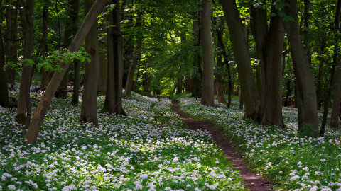 Path leading through woodland, floor carpeted in white flowers