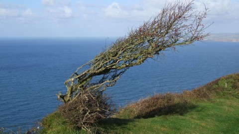 Wind-cut tiny Hawthorn on clifftop