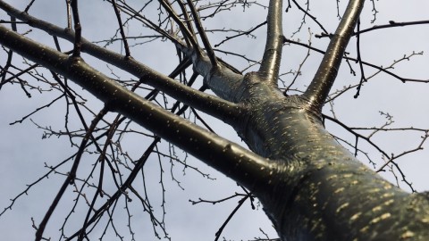 View up Italian Alderβs trunk