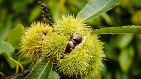 Prickly Sweet Chestnuts