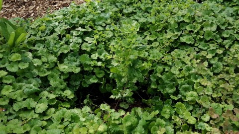 Thick green ground cover