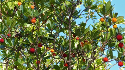 Red & yellow Strawberry Tree fruit